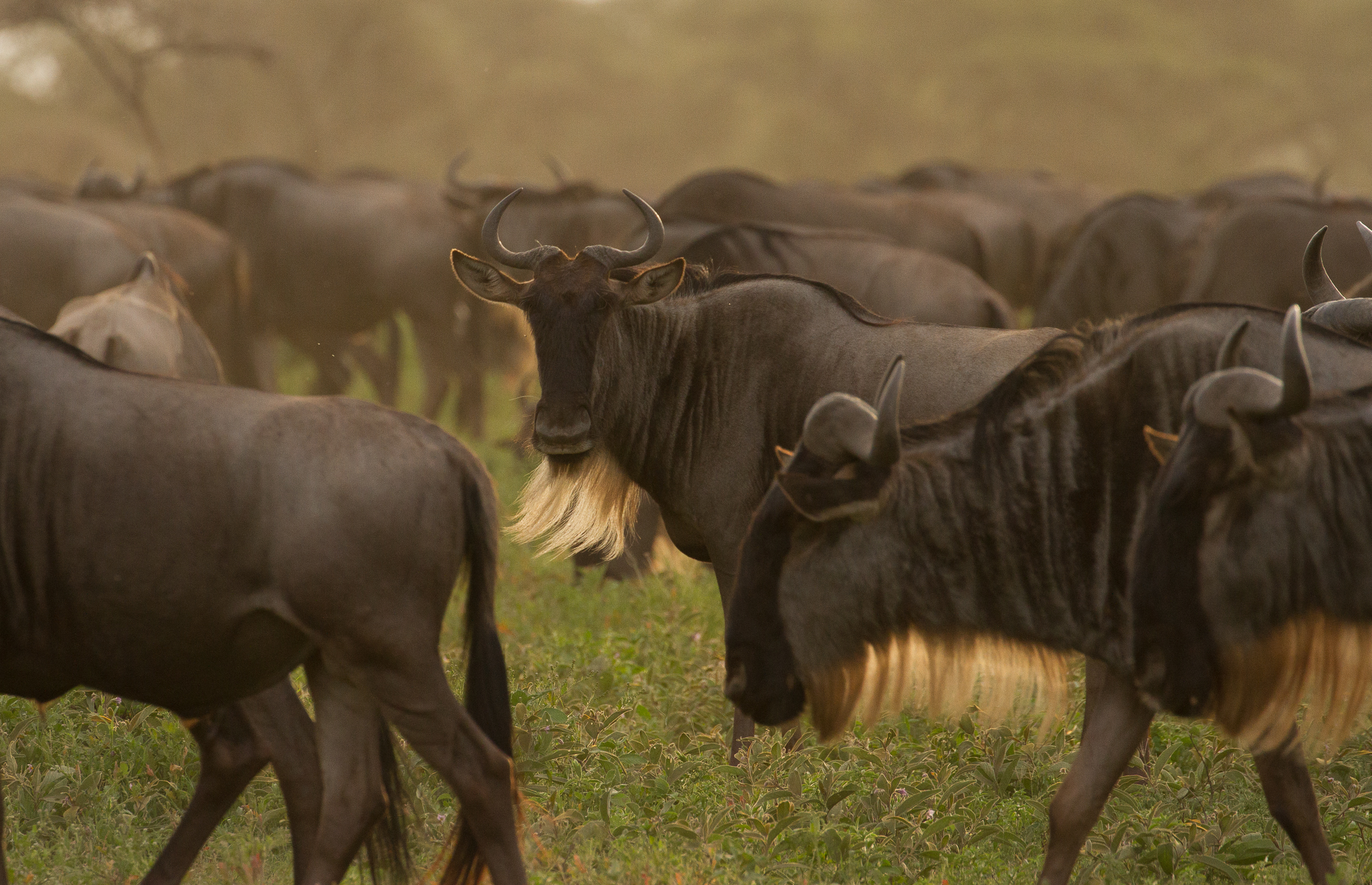 Ultimate Serengeti VIP Safari